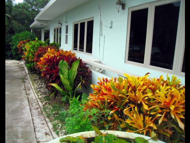 Front plants